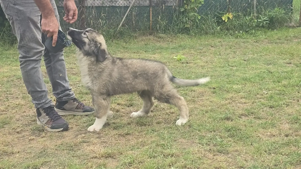 Ciobanesc Romanesc Carpatin Ciobanesc Romanesc Carpatin