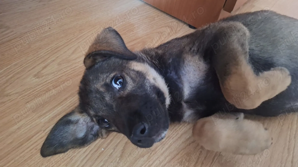 Donez pui catel salvat de la moarte!