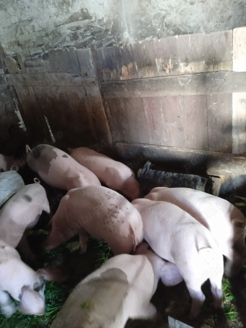 Vând purcei la 8 săptămâni 