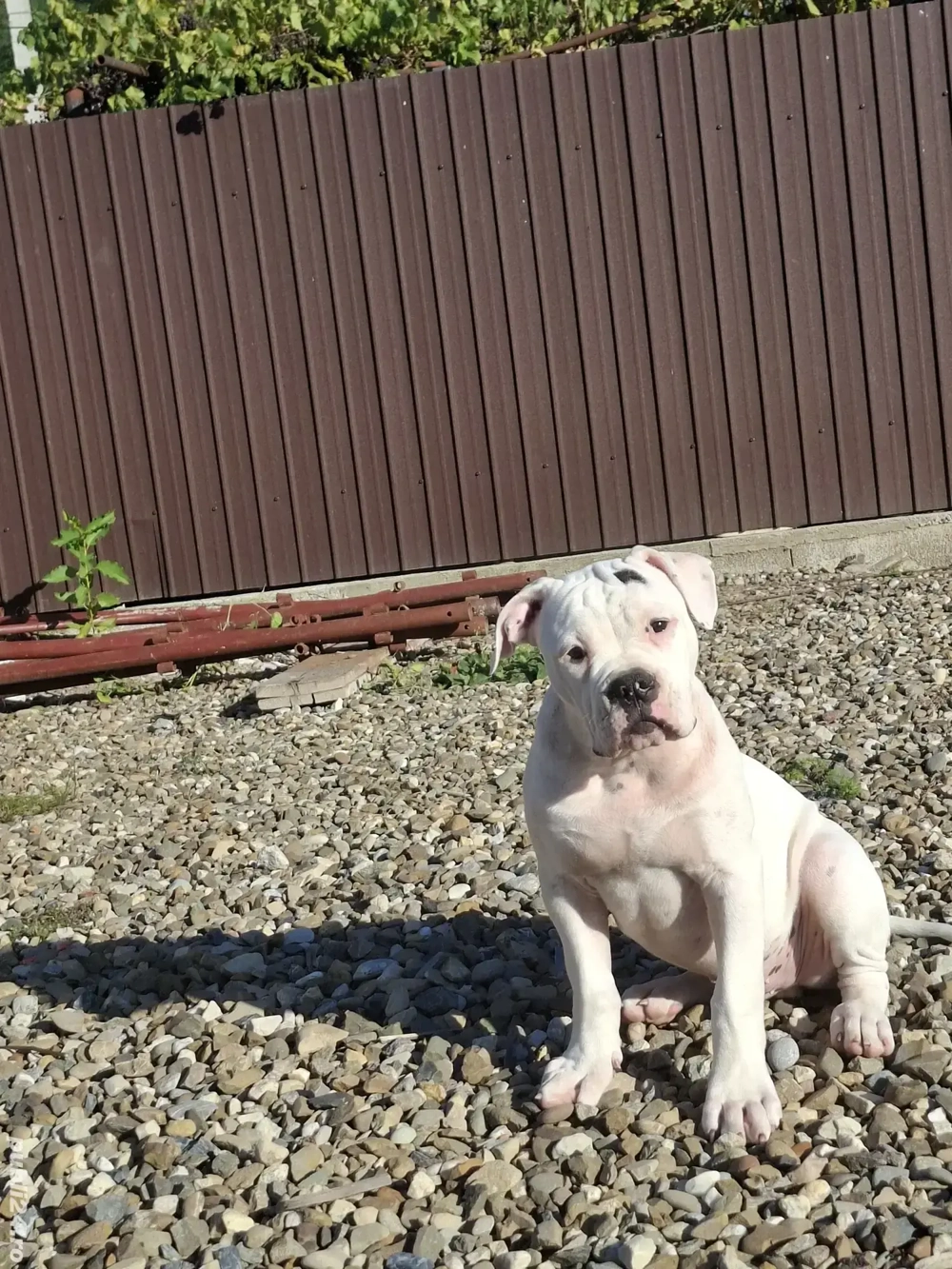 Bulldog America  Bulldog America