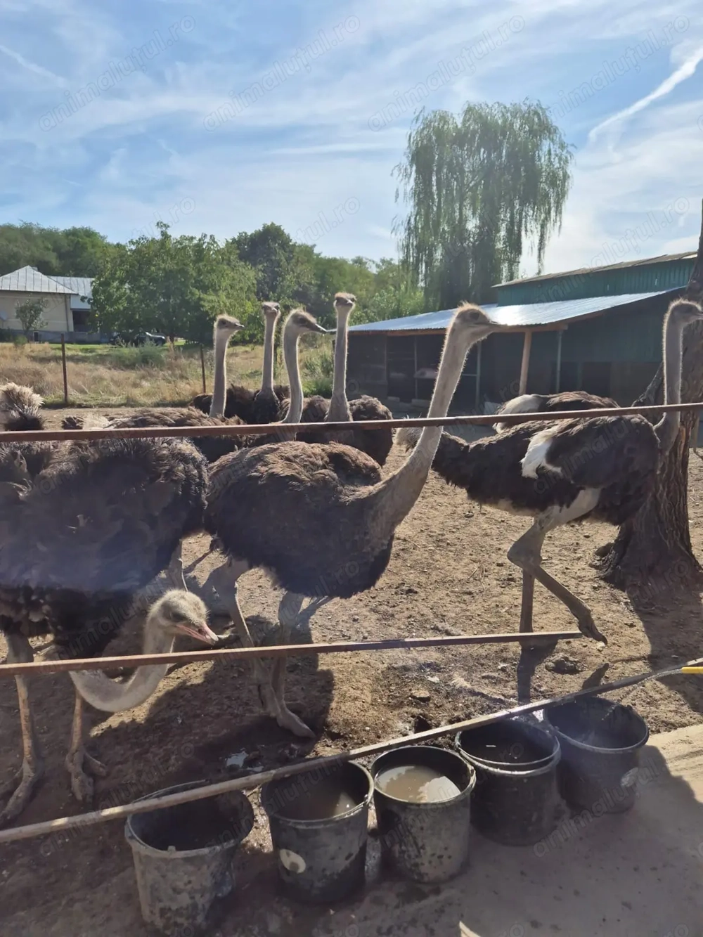 Vând Struți BIO, intre 8 și 12 luni 