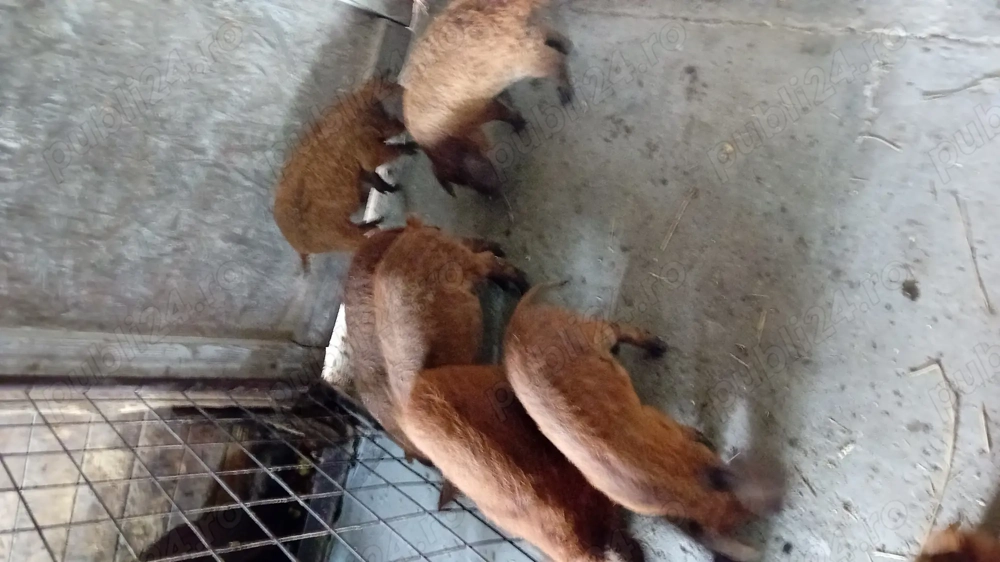 Purcei de mangalita Purcei de mangalita