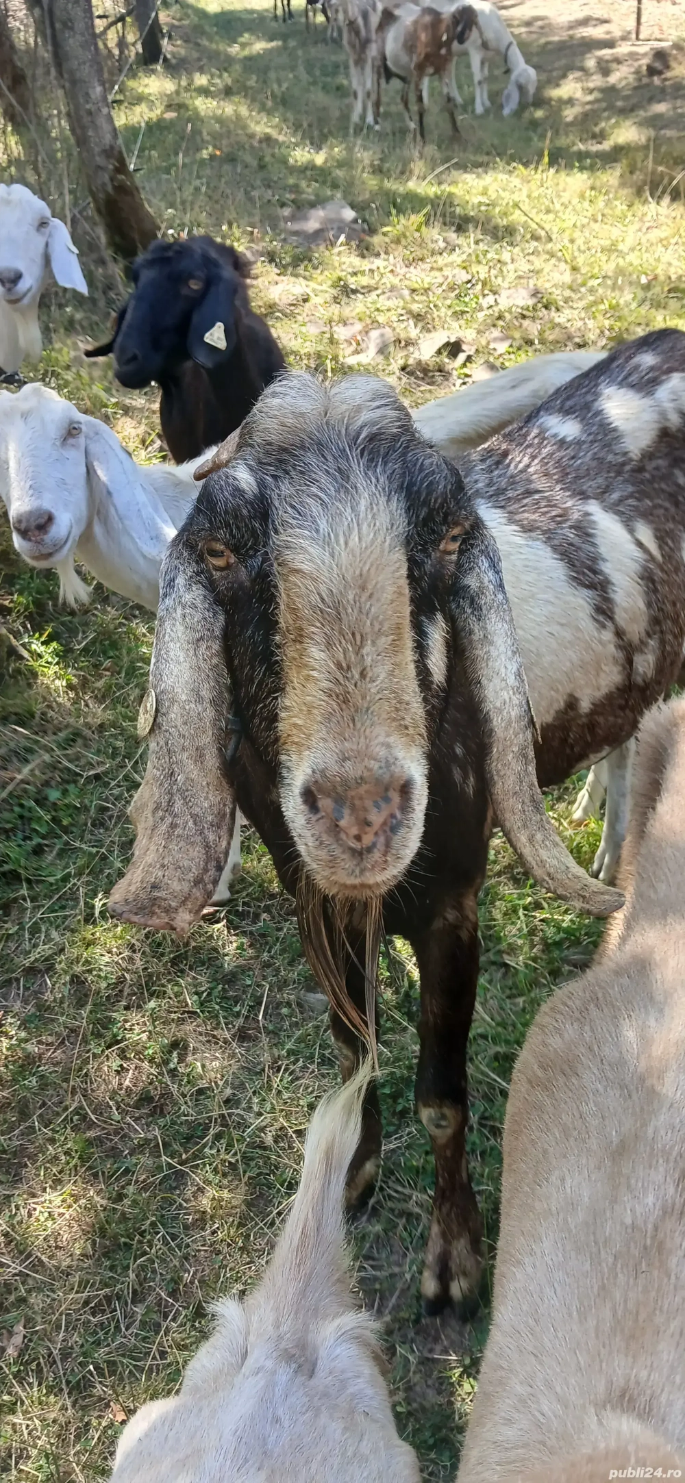 Tap anglo nubian schimb cu pui Kangal