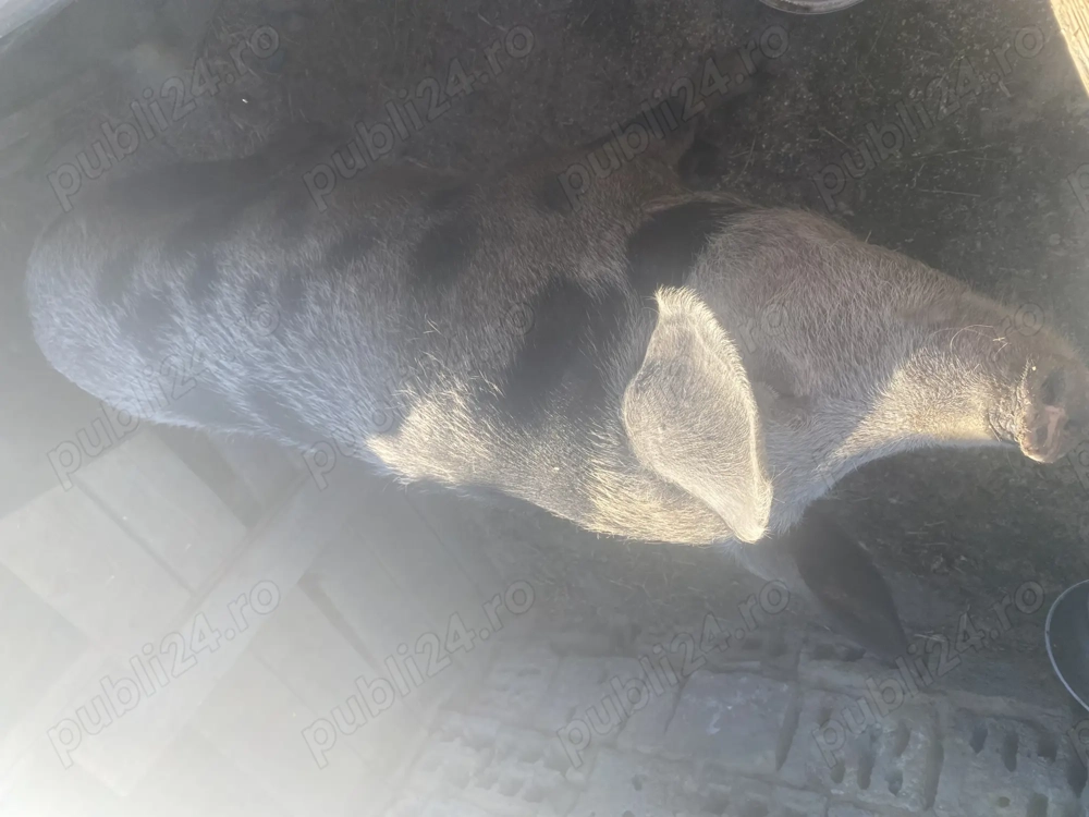 Scroafa de vanzare 160 kg