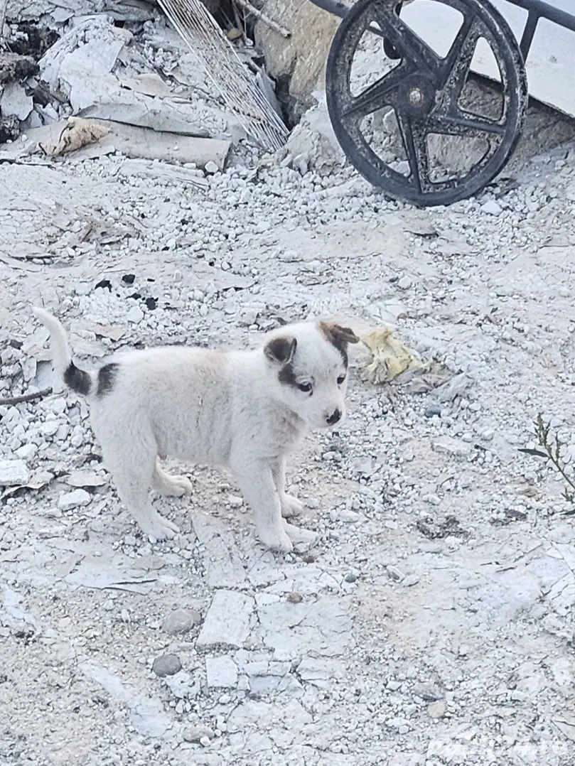 donez catel donez catel