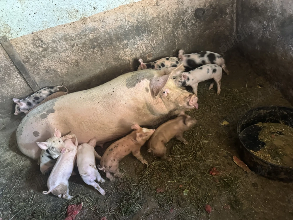 Vând purcei și porci mari Vând purcei și porci mari