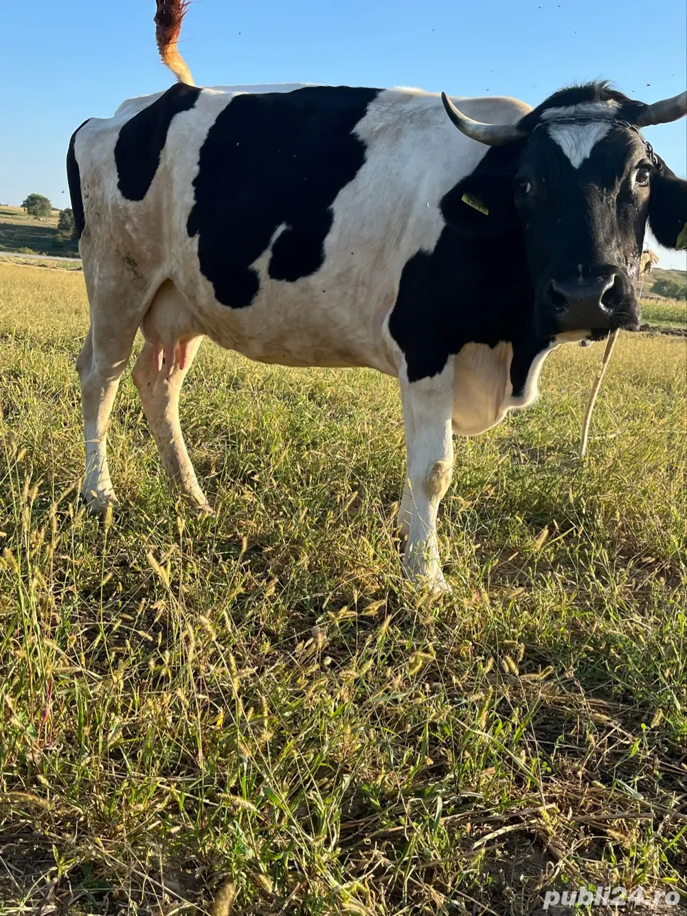 vand doua vaci gestante