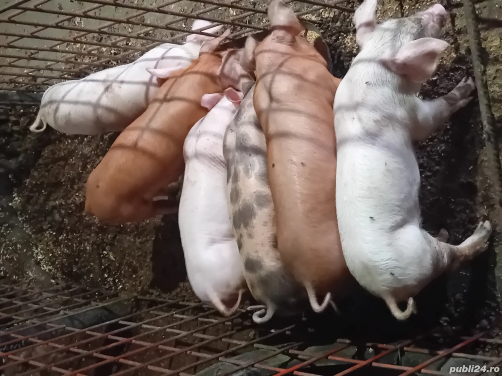 Porci de vânzare Porci de vânzare