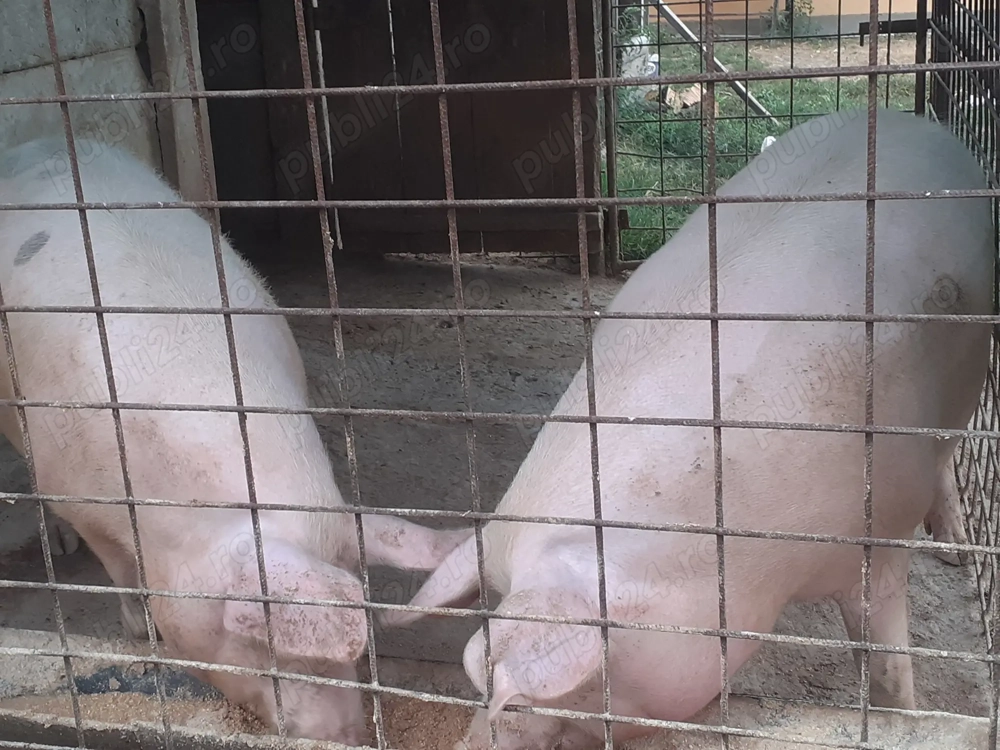 Porci de vanzare.