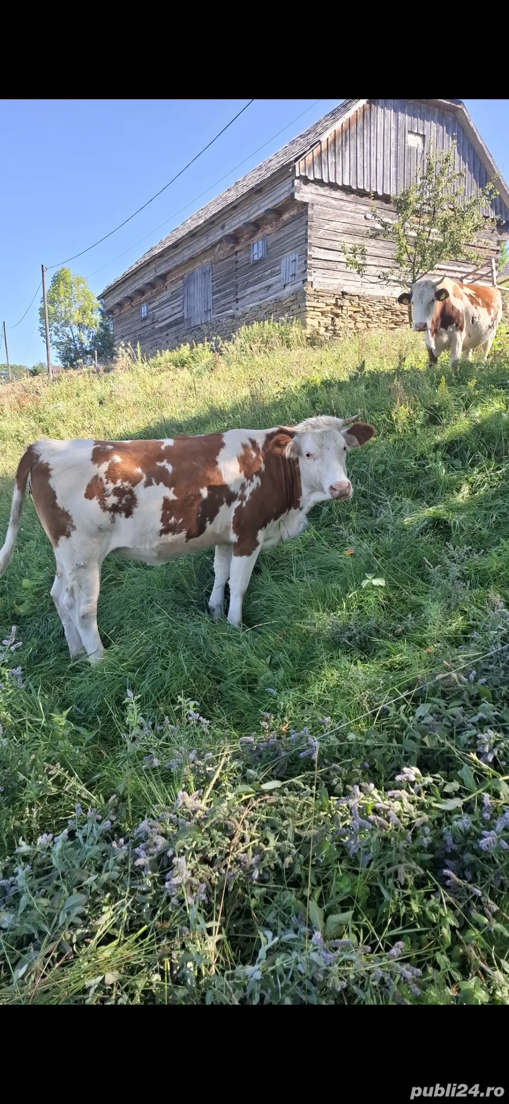 Vând  junincă Bălțată Românească 