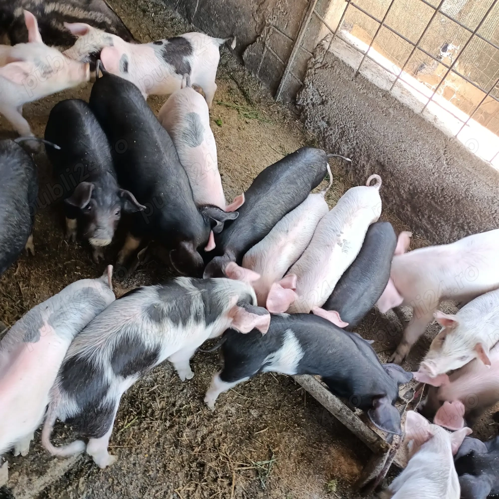 Purcei de vânzare MĂRUNȚEI OLT