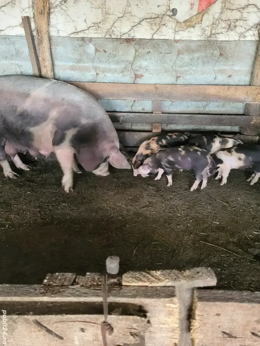 Animale de vânzare Animale de vânzare