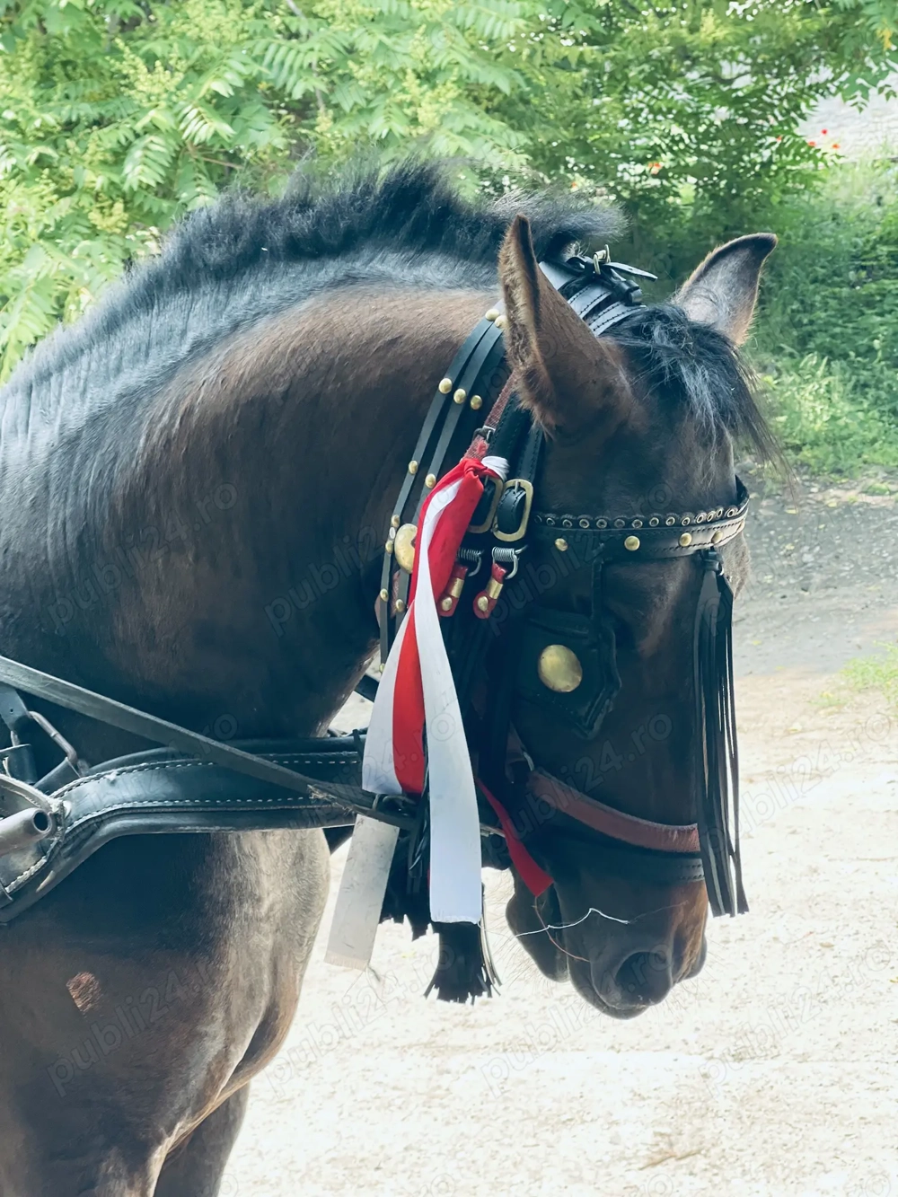 Cal de vânzare metis frizian 2 ani 