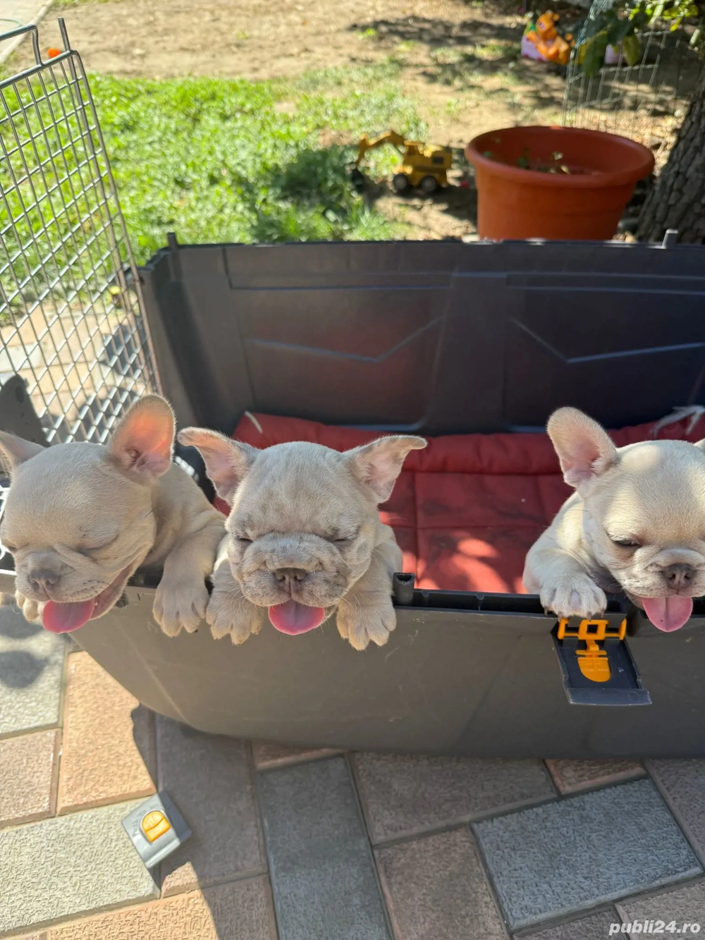 Buldog francez 2 Feti e Buldog francez 2 Feti e