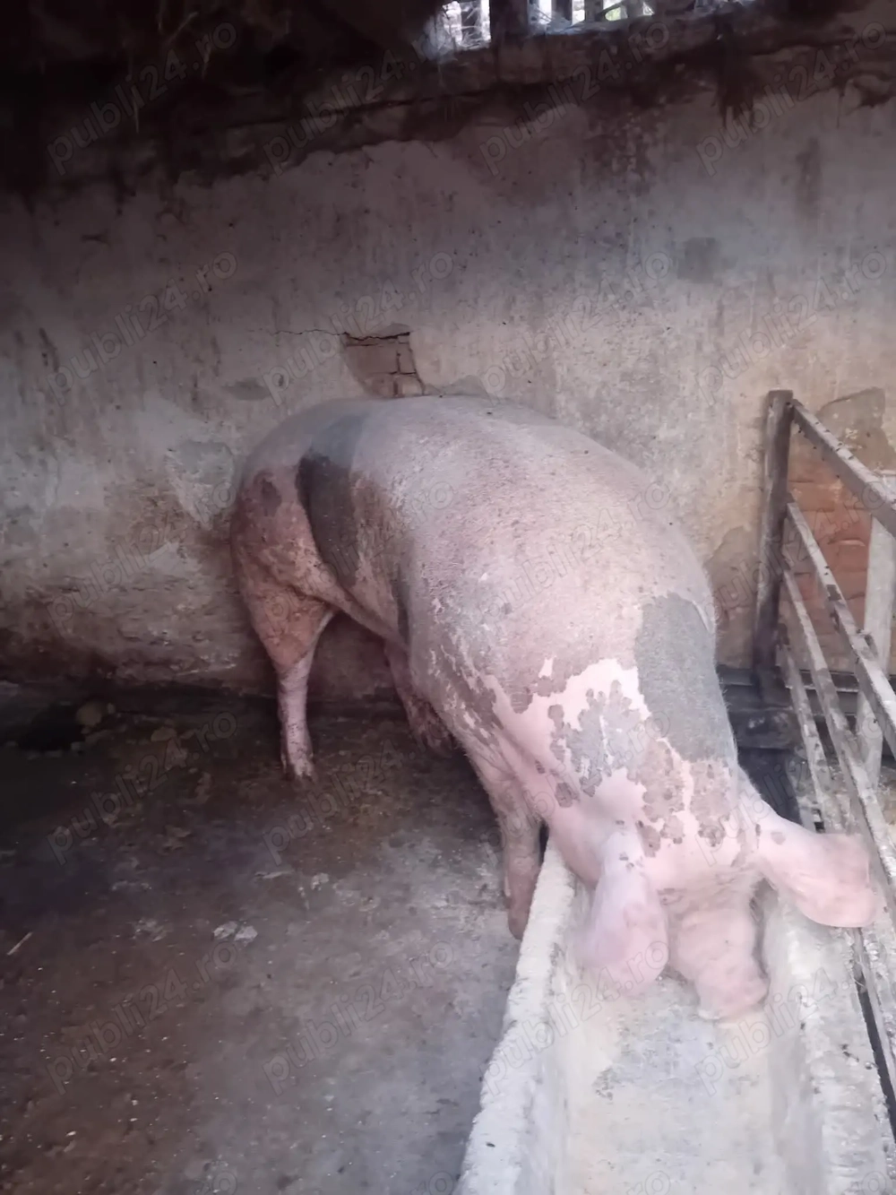 Scroafa de rasa Petreanu belgian.