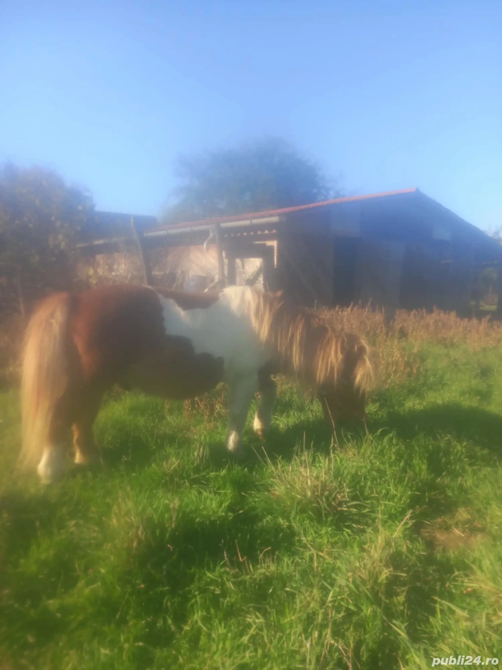 Vand poneu armasar Vand poneu armasar