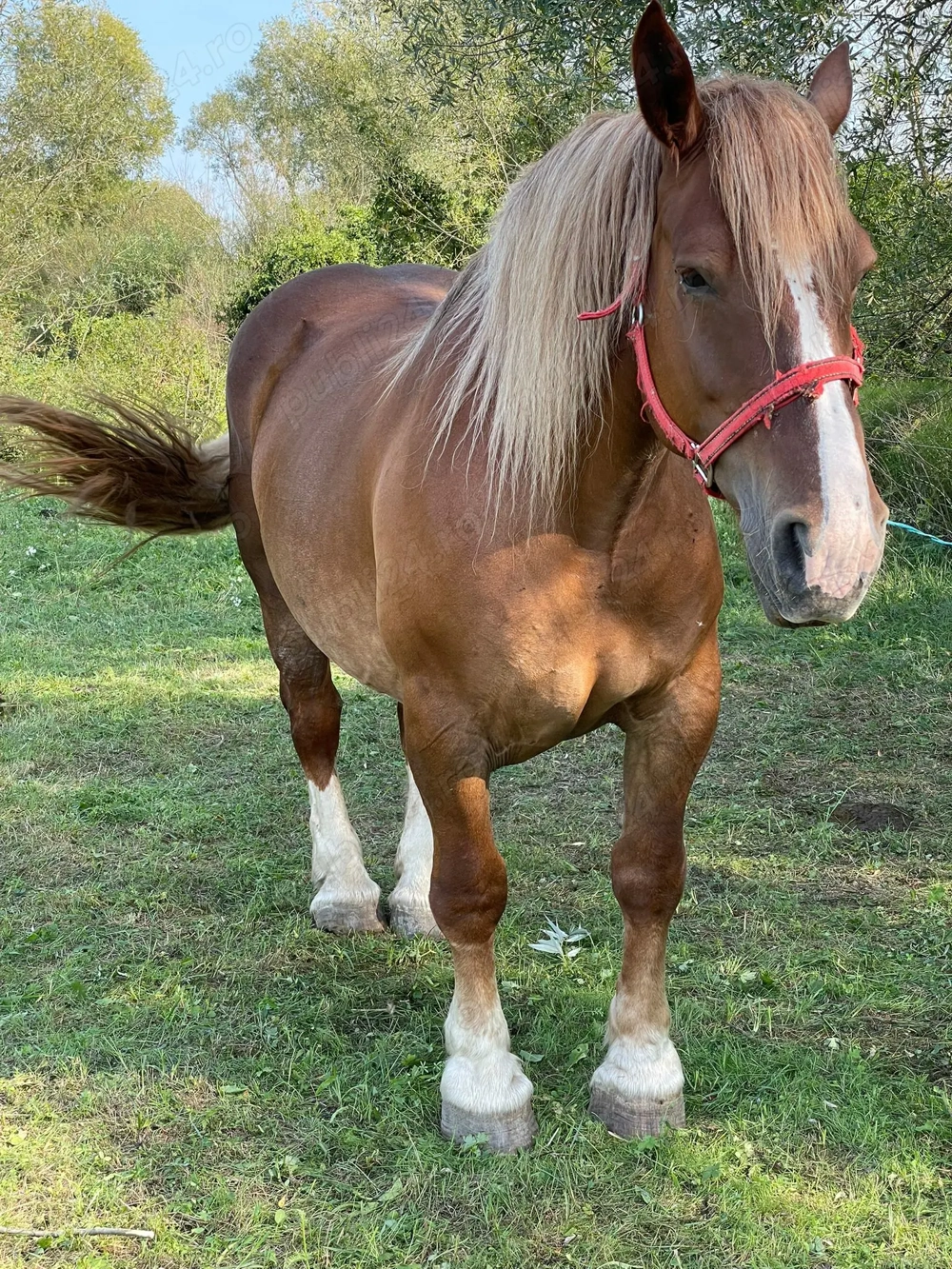 Vând iapa frumoasă  Vând iapa frumoasă