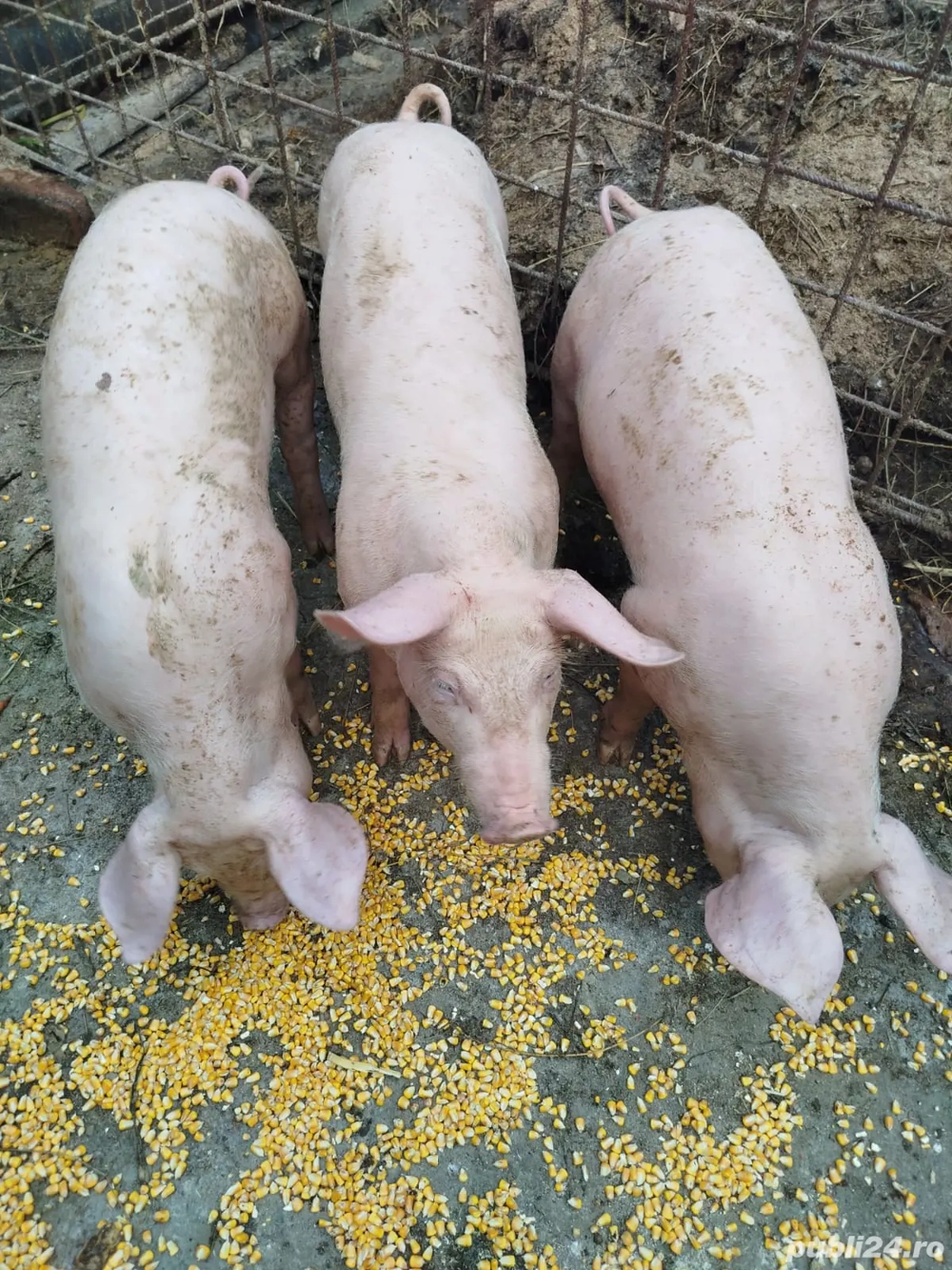 Purcei de vânzare. Purcei de vânzare.
