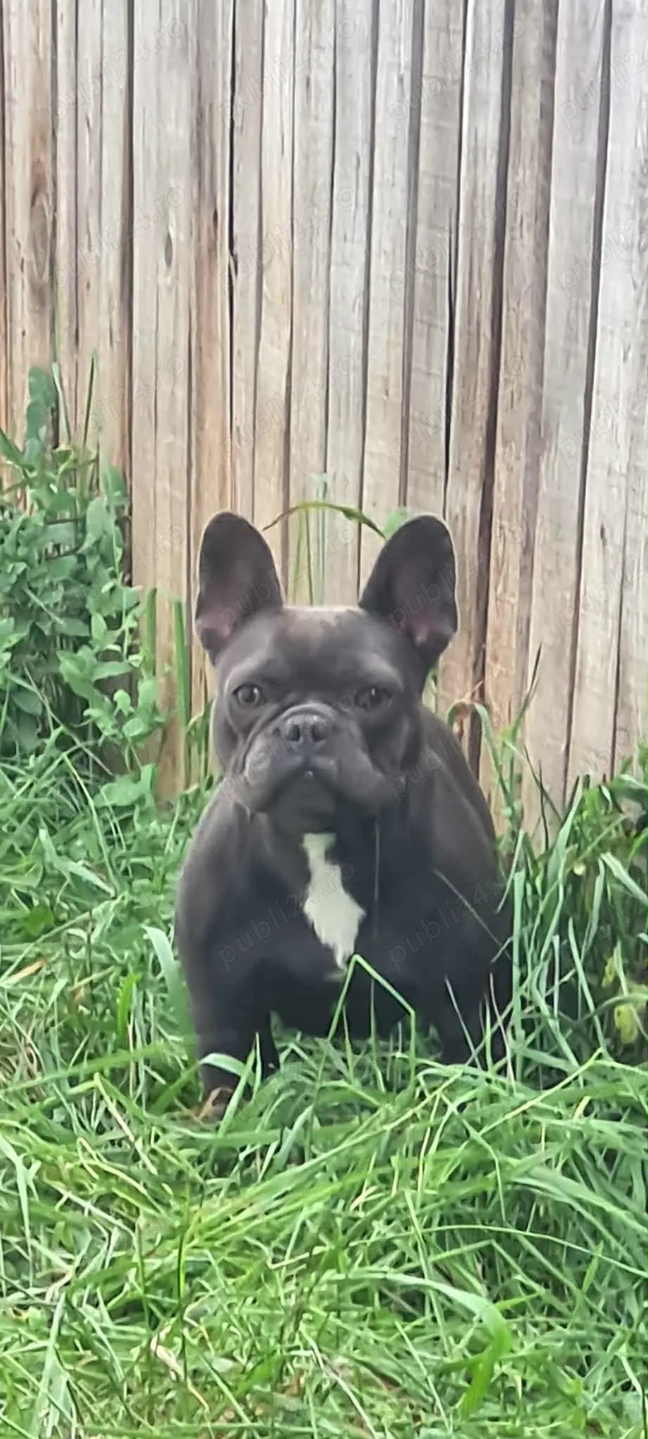 Femela buldog francez 