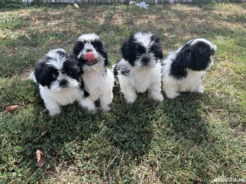 sihtzu dragalasi si jucausi sihtzu dragalasi si jucausi