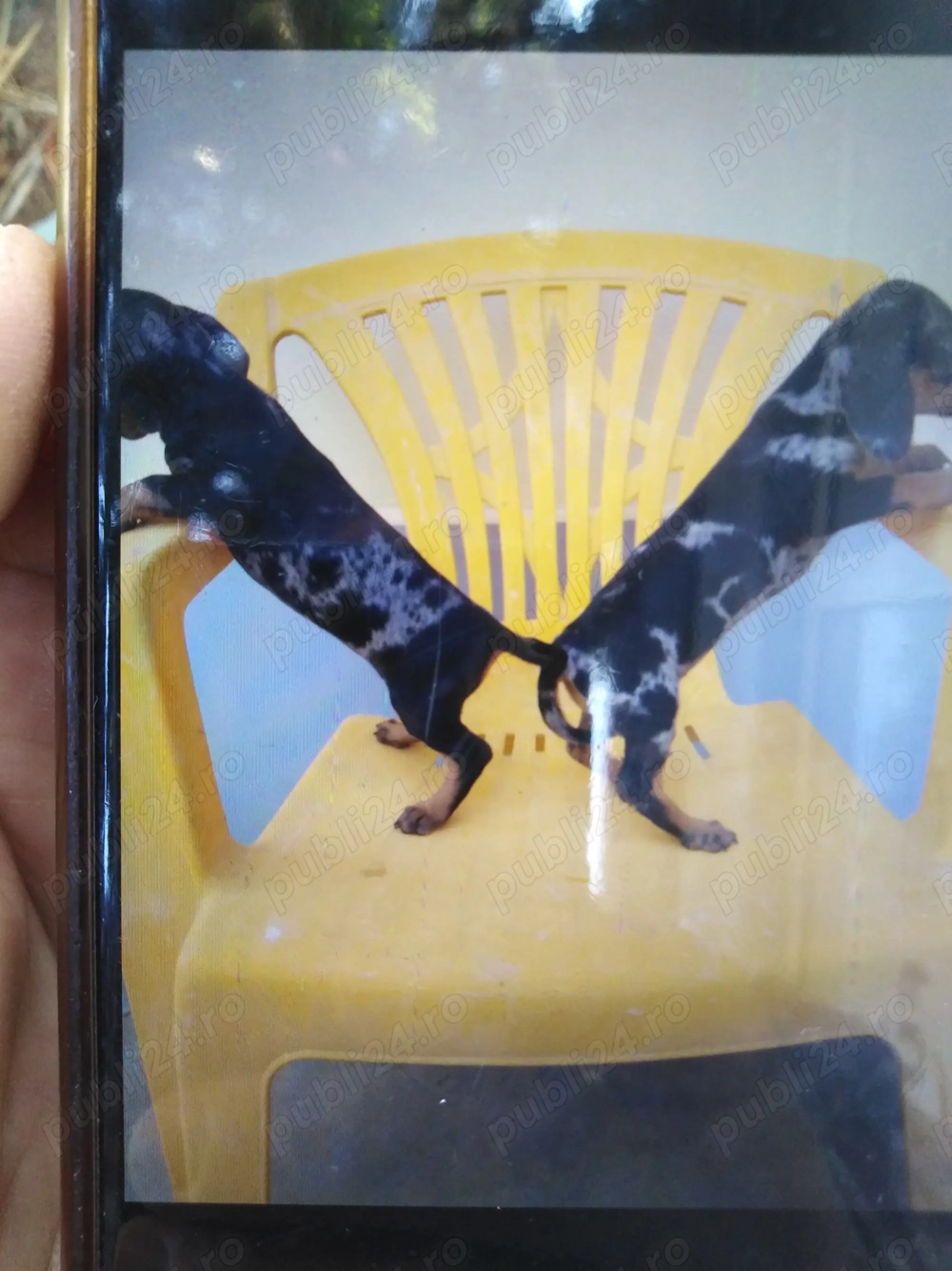 Teckel  arlequin Femelă 