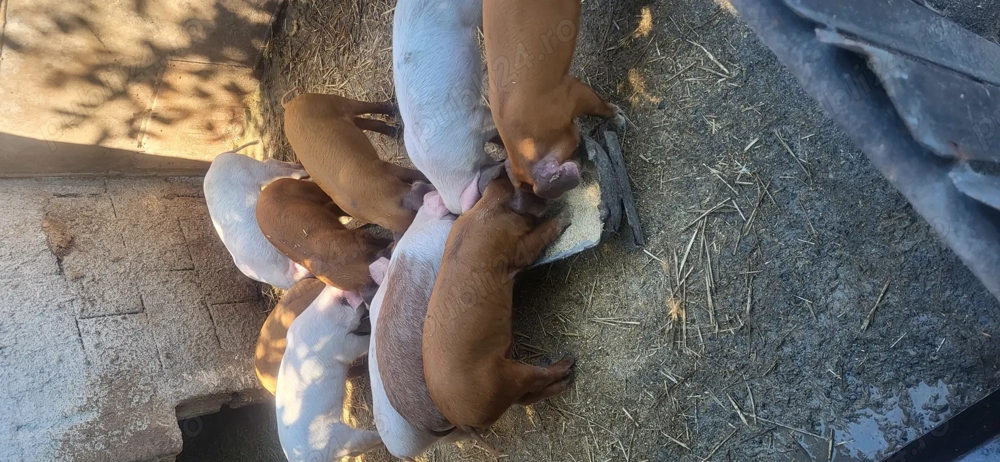 De vânzare purcei De vânzare purcei