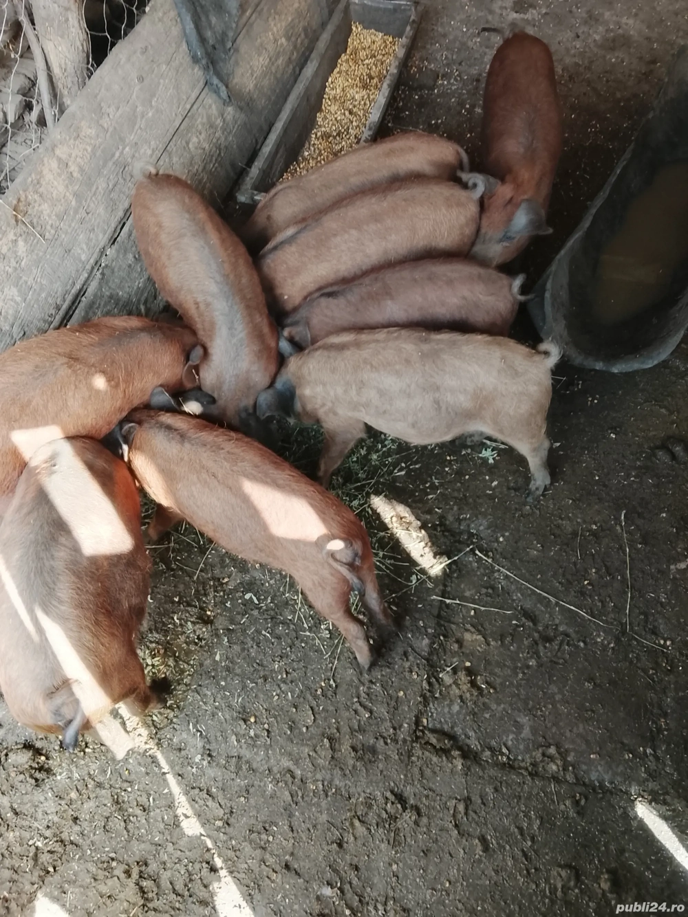 Vând purcei mangalița 