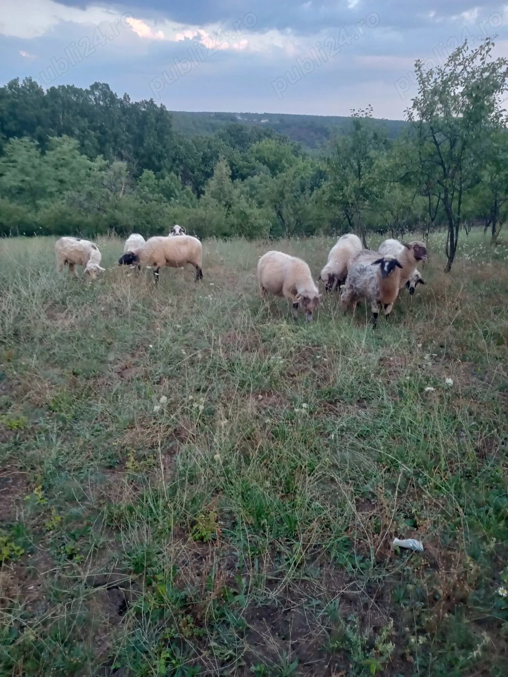 Vand miei din primavara Vand miei din primavara