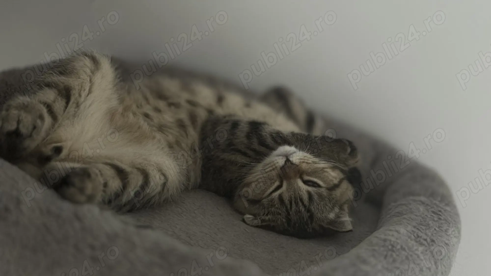 Pisicute care își caută căsut 