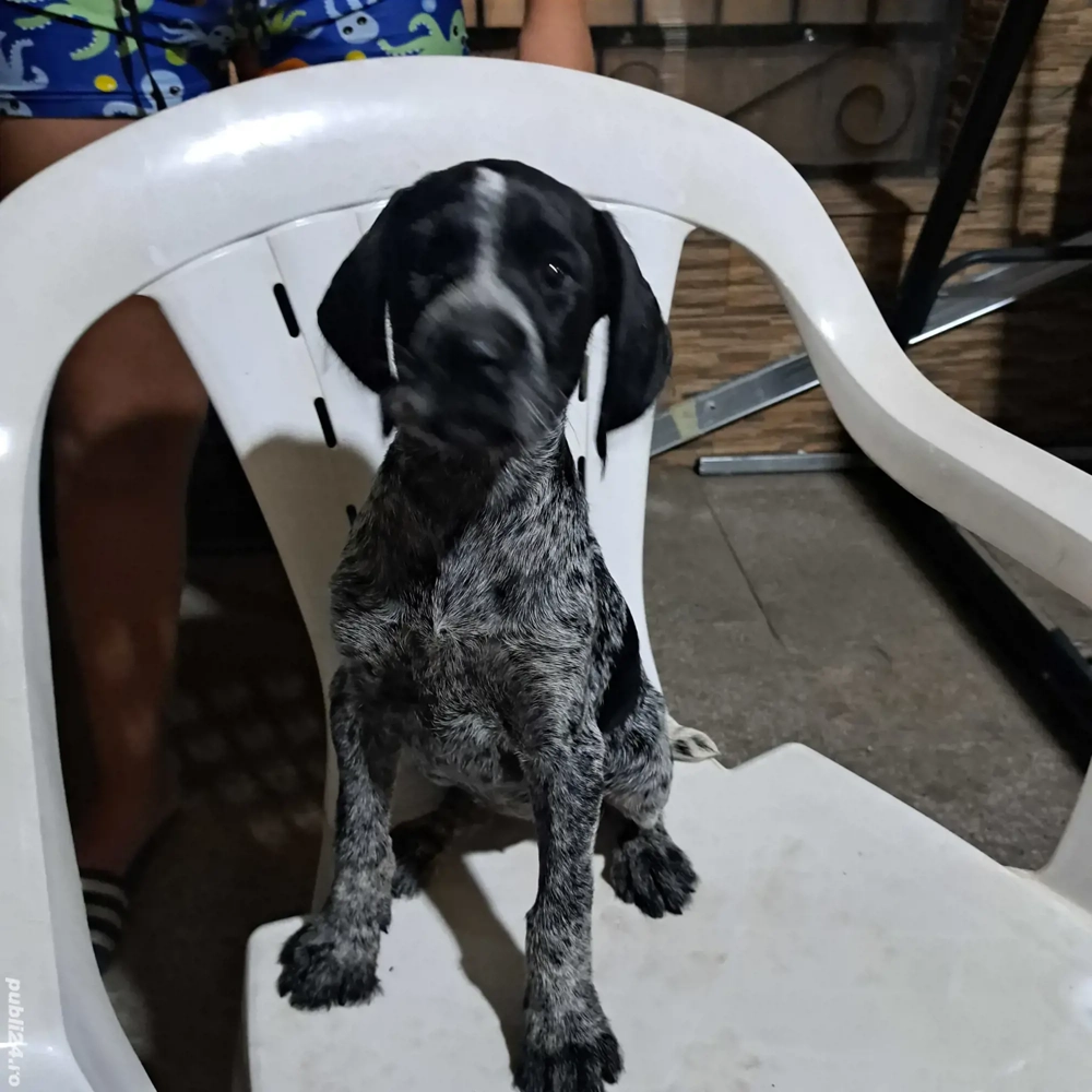 mascul brac sarmos mascul brac sarmos