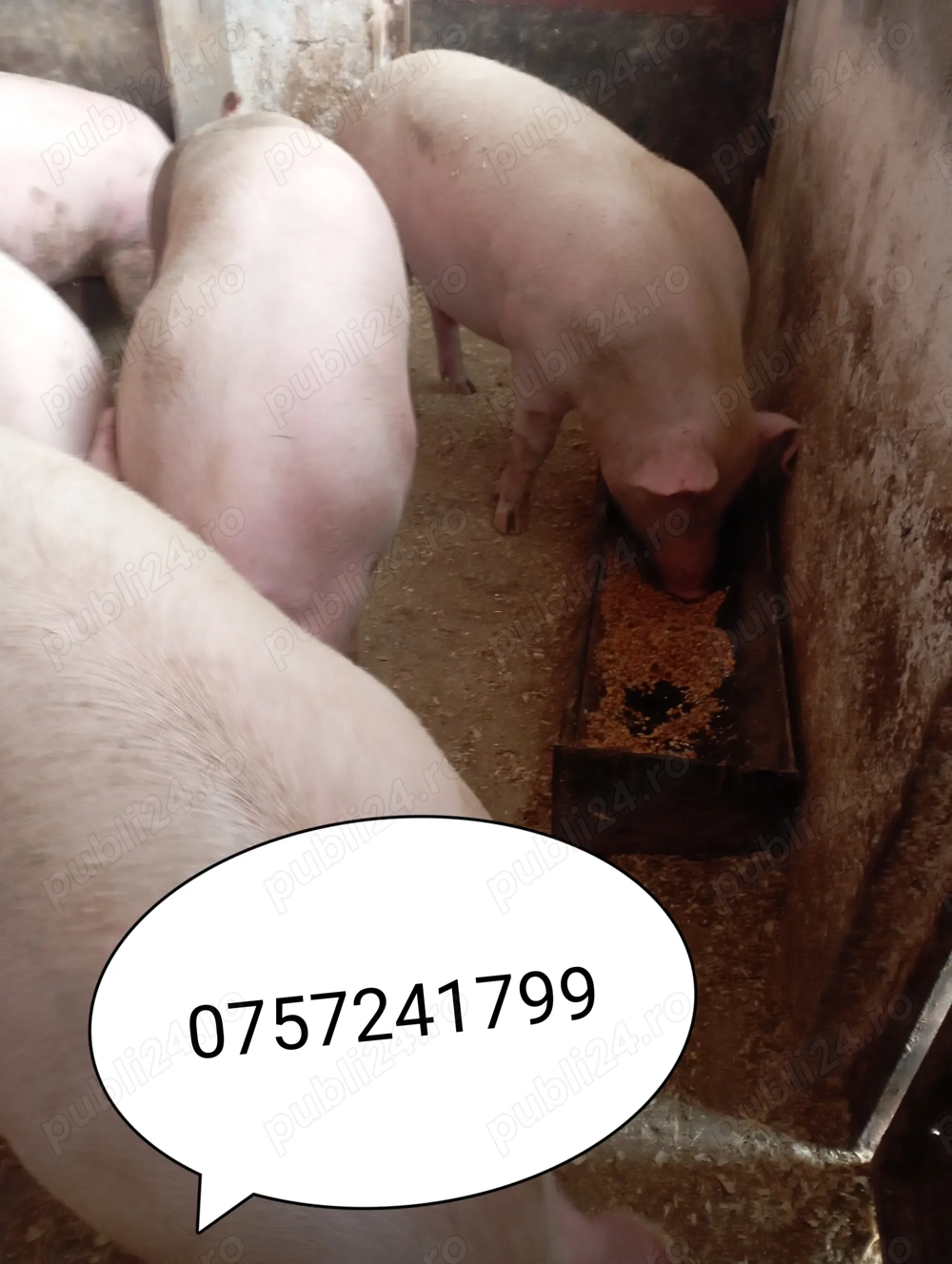 Vând porci de carne  Vând porci de carne