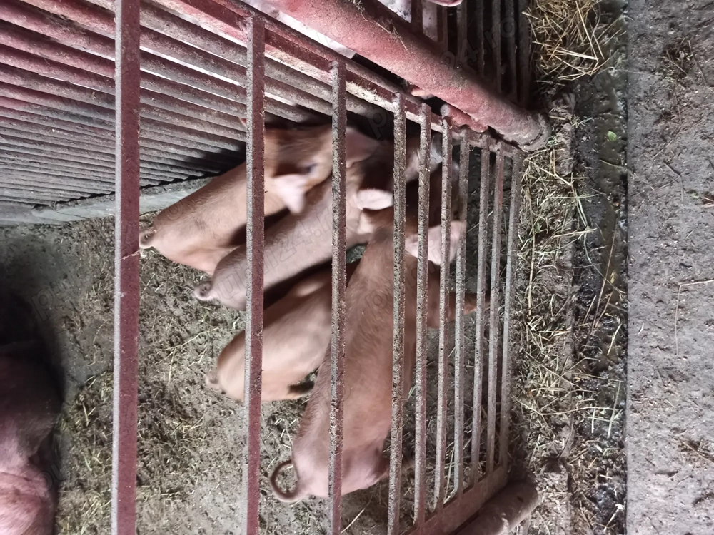 Vând purcei duroc 8 săptămâni.  Inf.  . În Livada de Bihor. 