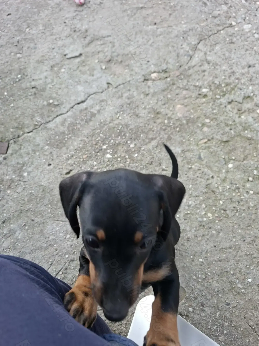 Vând teckel  Vând teckel