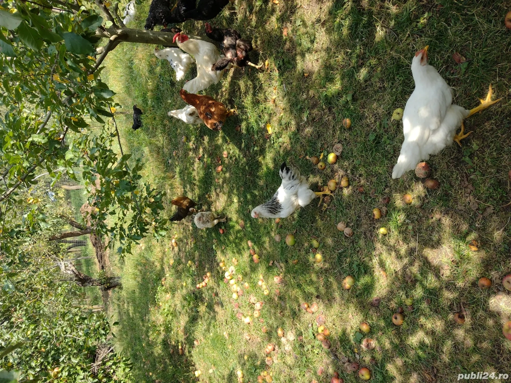 vînd găini și pu 