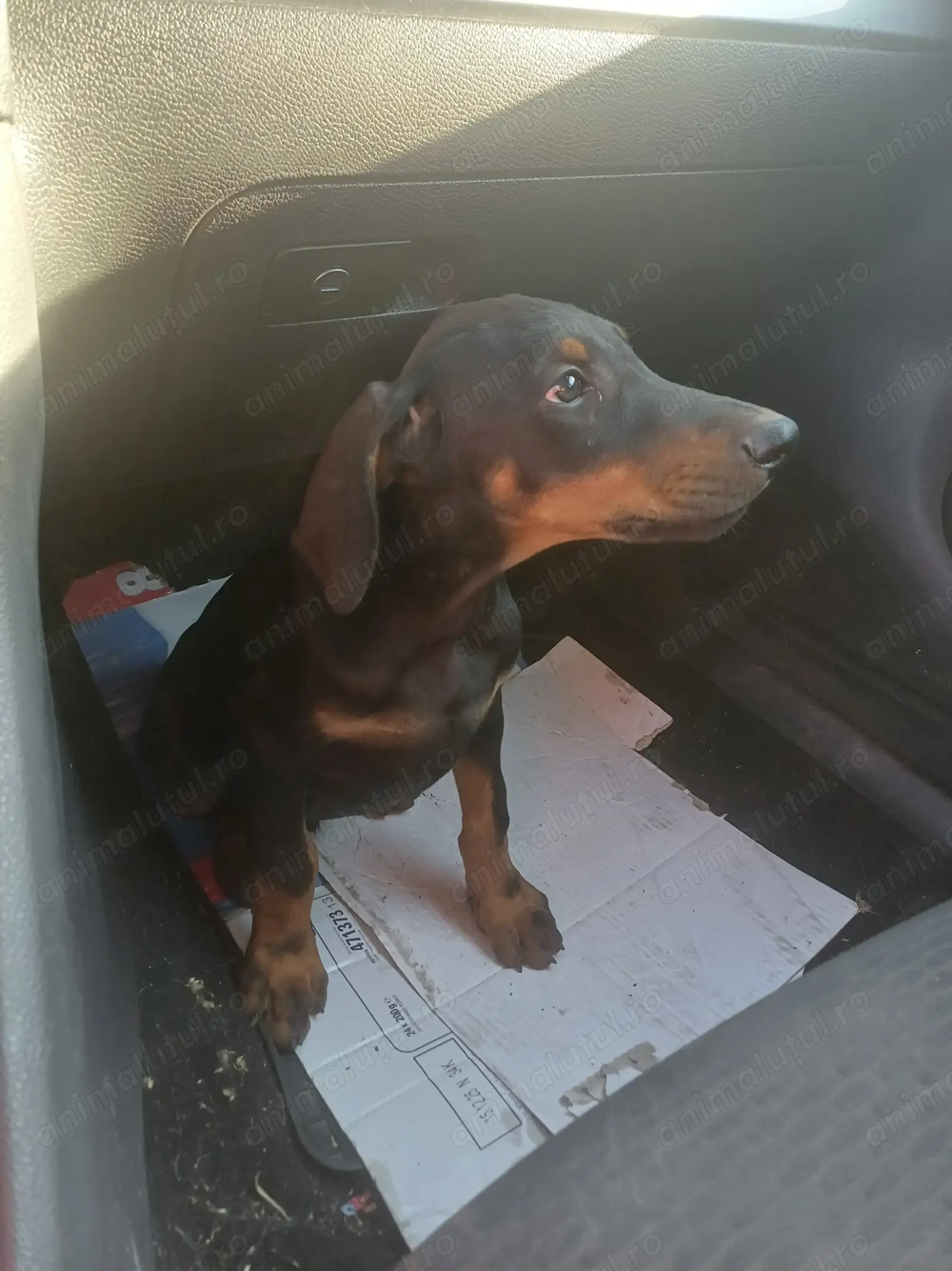 Doberman pincher 1m+2 f Doberman pincher 1m+2 f