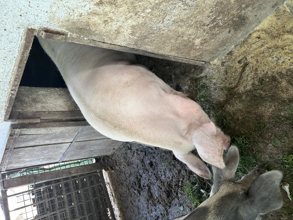 Vand porc pentru sacrificiu Vand porc pentru sacrificiu