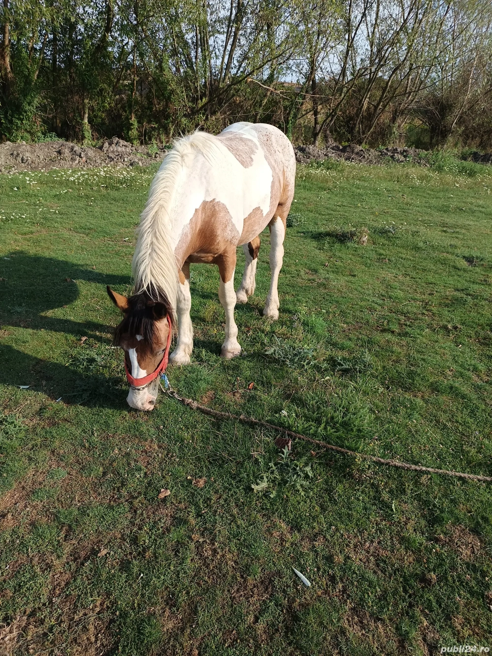 Manza tărcată de 2 ani  Manza tărcată de 2 ani