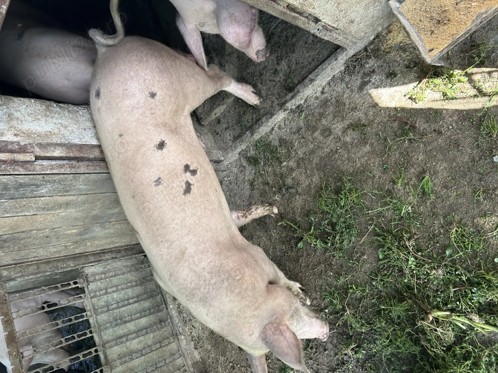 Porci de marime medie