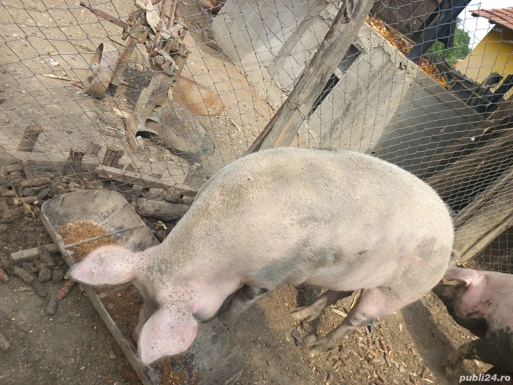 De vanzare De vanzare