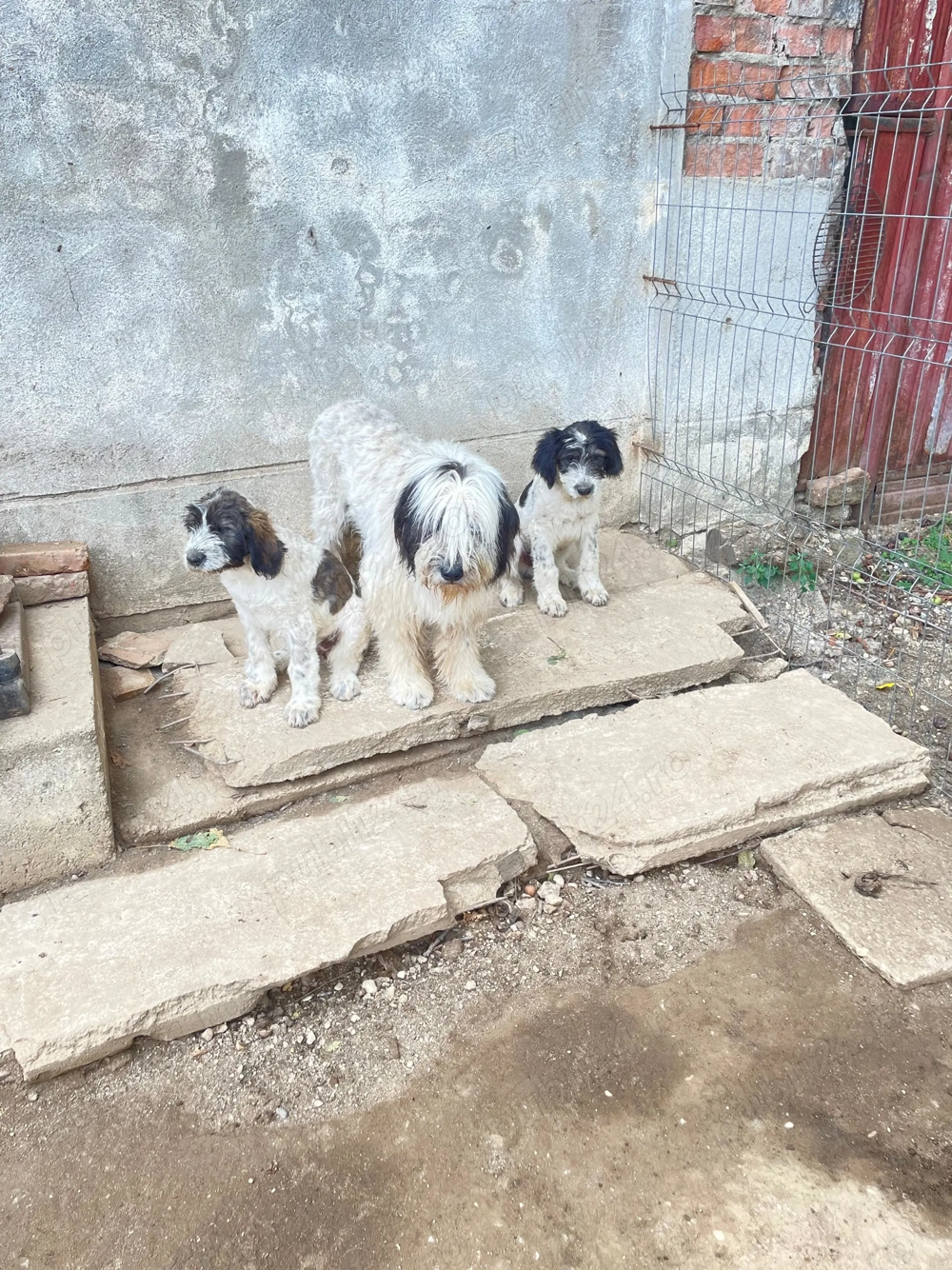 Vând pui ciobănesc mioritic!