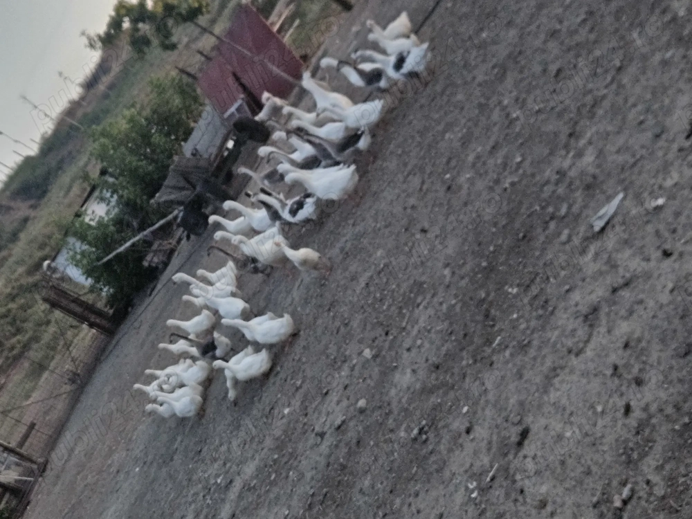 Gaste si rate devanzare Gaste si rate devanzare