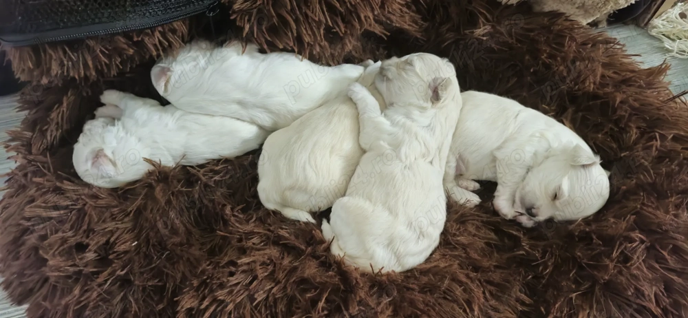 Vand pui bichon maltez  Vand pui bichon maltez