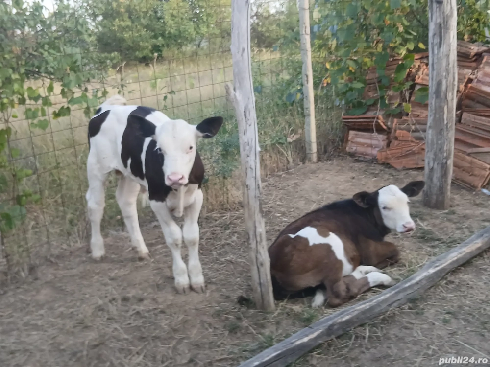 Vand vaci! Vand vaci!