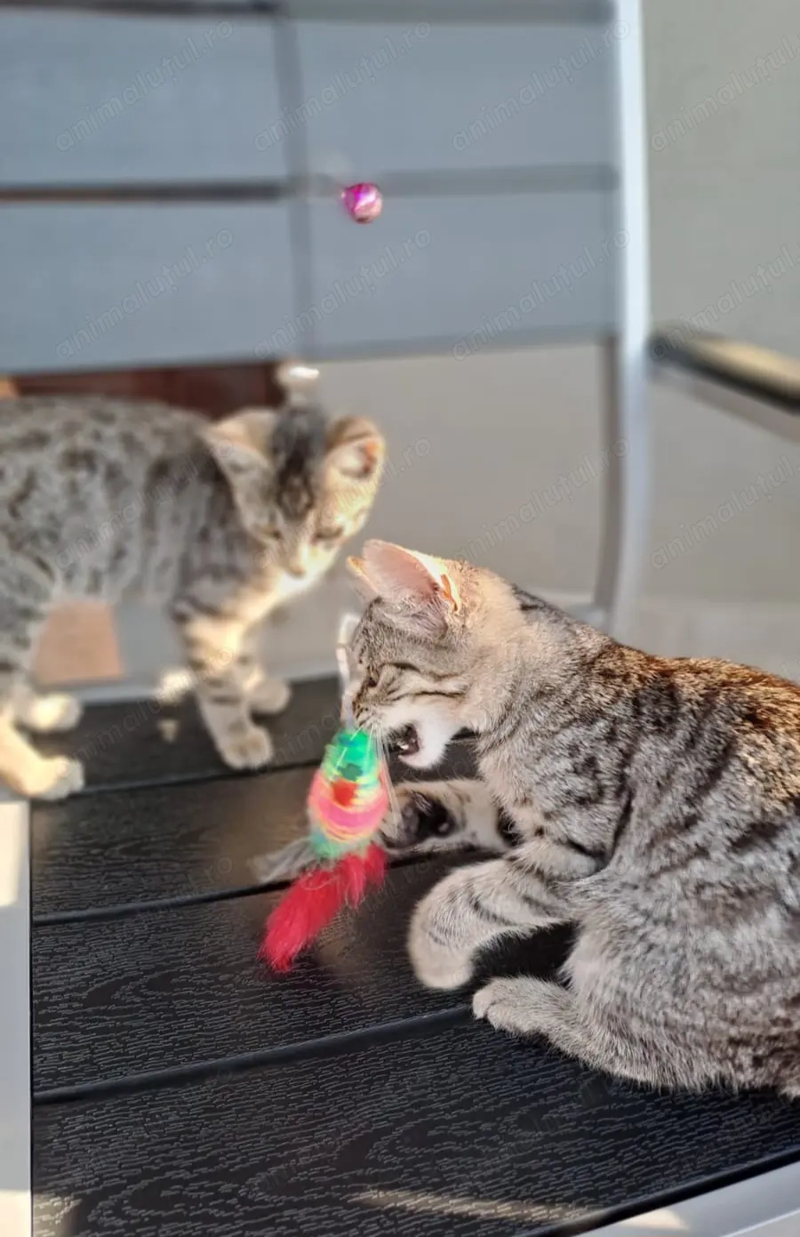 5 pui pisica, pt adoptie, 3 luni