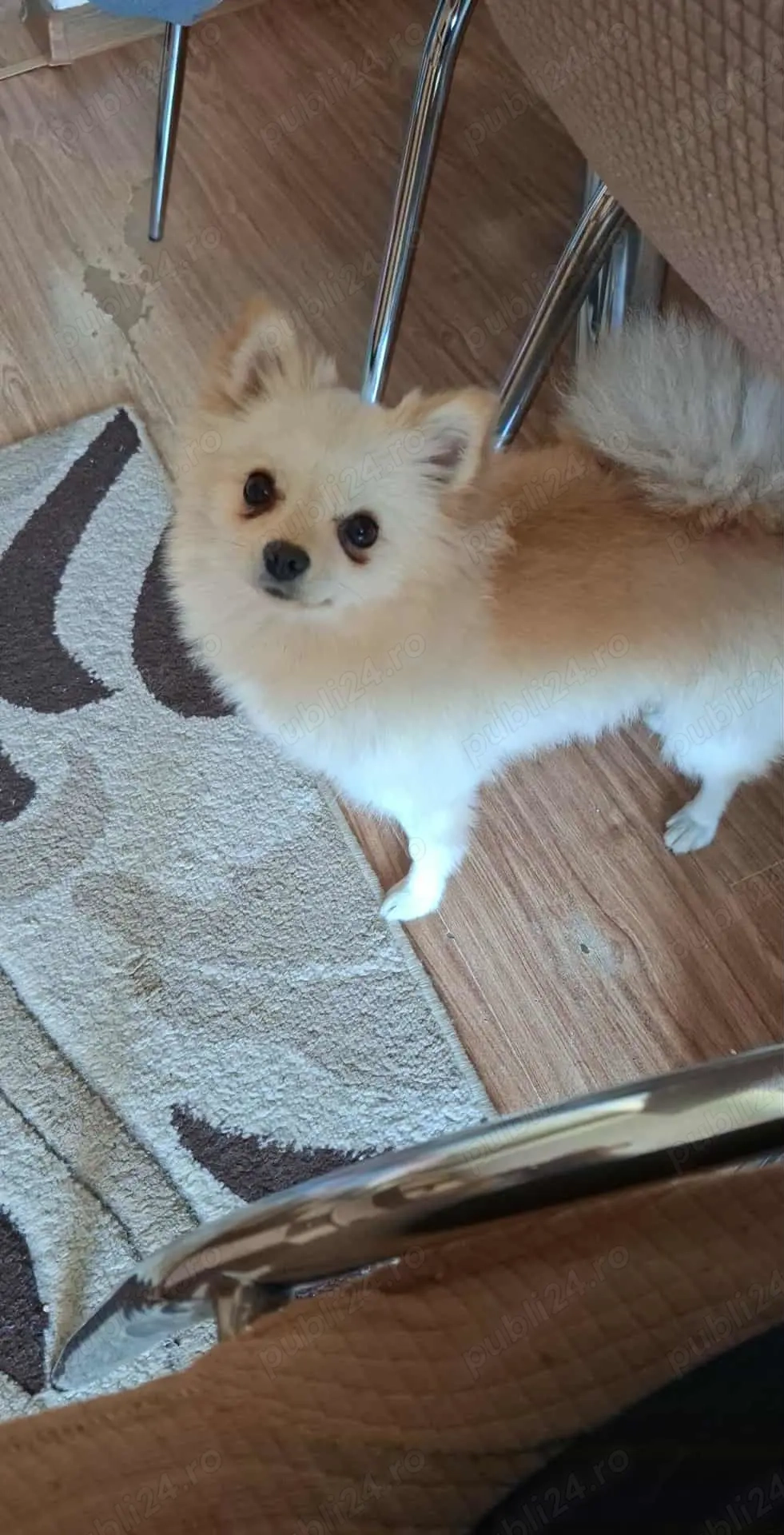 Pomeranian 1an si 3luni