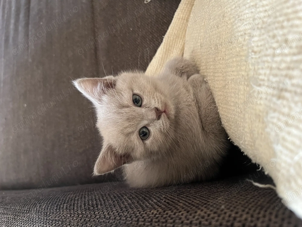 Pui de pisica british shorthair blue si lila