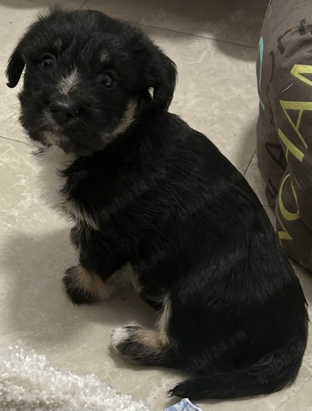 Donez 2 pui de catelusi talie media