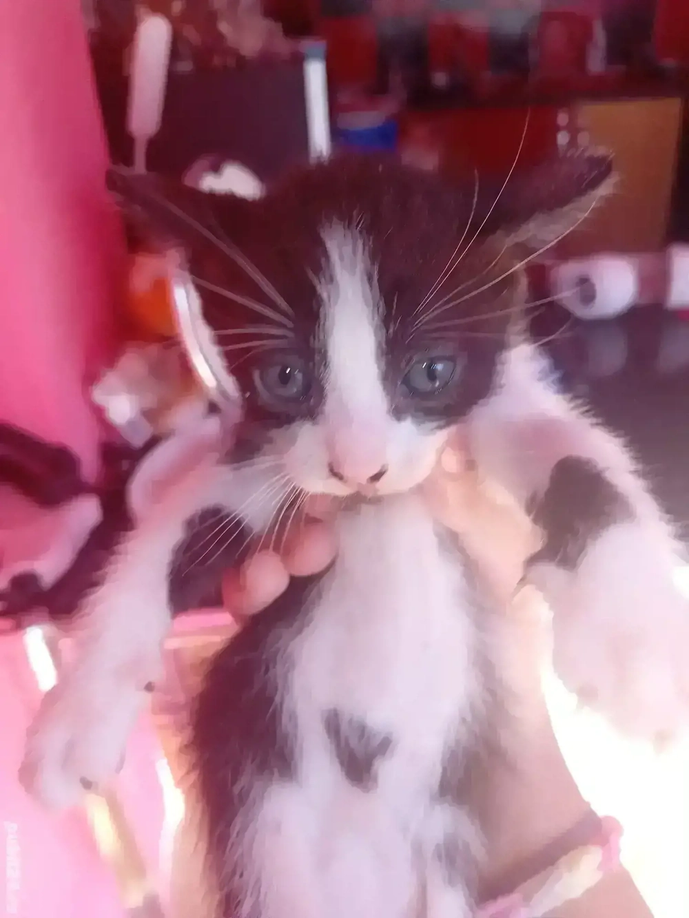 donez pisoi  donez pisoi