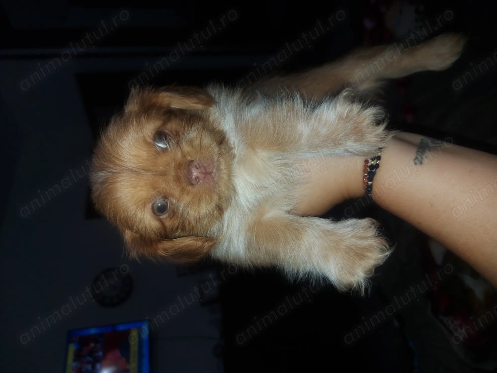 Shih-tzu fetita și baiatel Shih-tzu fetita și baiatel