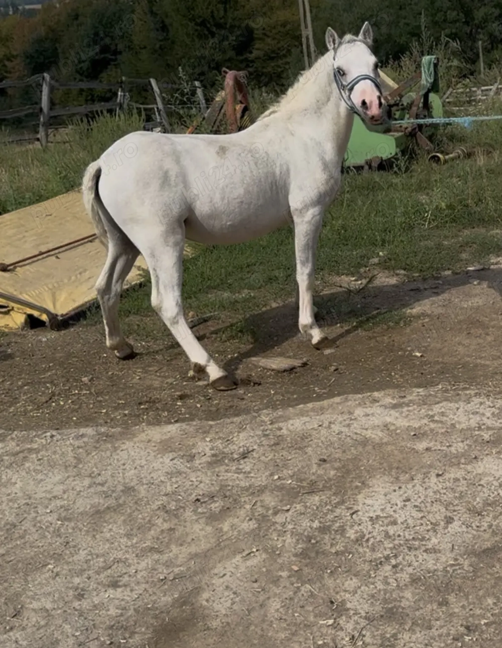 Vand ponei Welsh Vand ponei Welsh